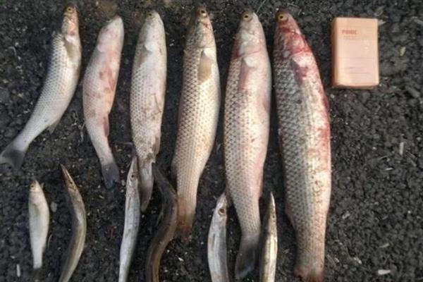 垂钓梭鱼的技巧,在回流位置或深浅水交界处作钓