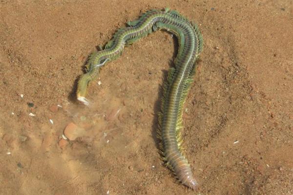 垂钓梭鱼的技巧,在回流位置或深浅水交界处作钓