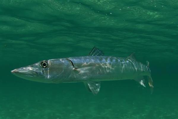 垂钓梭鱼的技巧,在回流位置或深浅水交界处作钓