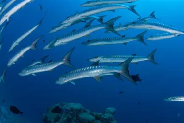 垂钓梭鱼的技巧,在回流位置或深浅水交界处作钓