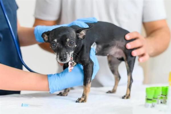 犬细小病毒感染的简介,病犬、病愈后的带毒犬是主要传染源