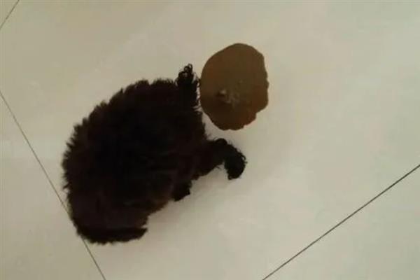 犬细小病毒感染的简介,病犬、病愈后的带毒犬是主要传染源