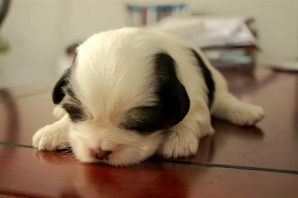 犬细小病毒感染的简介,病犬、病愈后的带毒犬是主要传染源