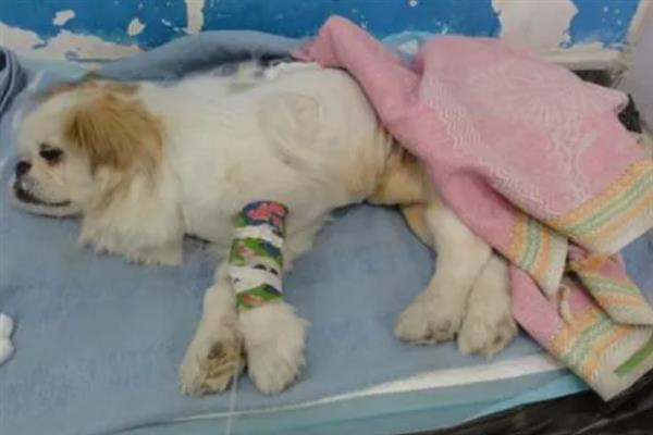 犬细小病毒感染的简介,病犬、病愈后的带毒犬是主要传染源