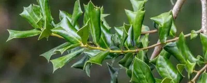 叶子上长刺的植物有哪些，有刺天茄、枸骨等