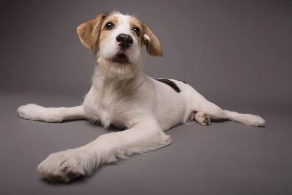 犬细小病毒感染的简介,病犬、病愈后的带毒犬是主要传染源