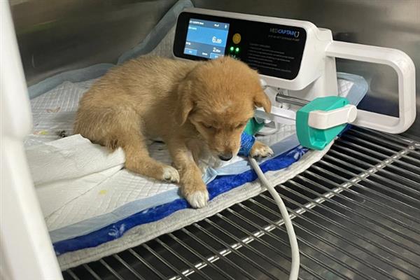 犬细小病毒感染的简介,病犬、病愈后的带毒犬是主要传染源