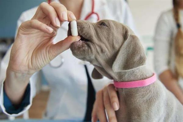 犬细小病毒感染的简介,病犬、病愈后的带毒犬是主要传染源