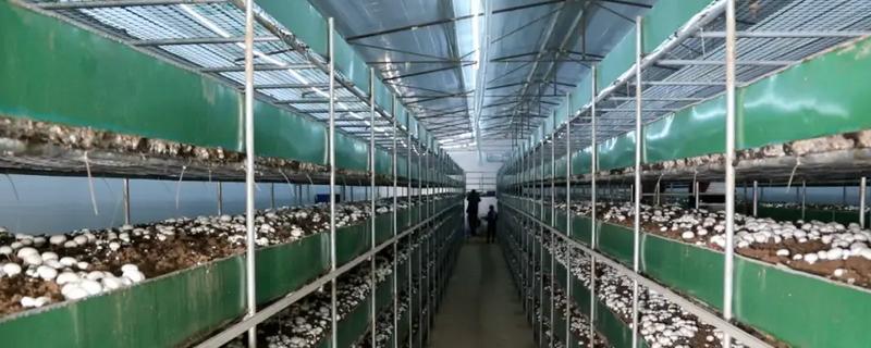 蘑菇怎么种植，将环境温度保持在65-70%