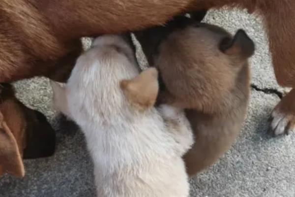犬细小病毒感染的简介,病犬、病愈后的带毒犬是主要传染源