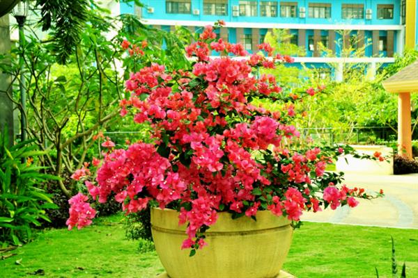 三角梅不发芽如何解决，视情况采取对应措施