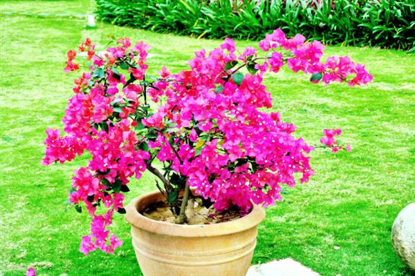 三角梅不发芽如何解决，视情况采取对应措施