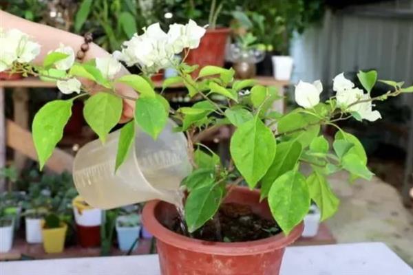 三角梅不发芽如何解决，视情况采取对应措施