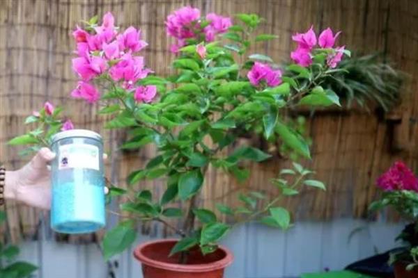 三角梅不发芽如何解决，视情况采取对应措施