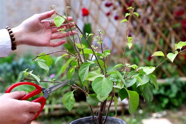 三角梅不发芽如何解决，视情况采取对应措施