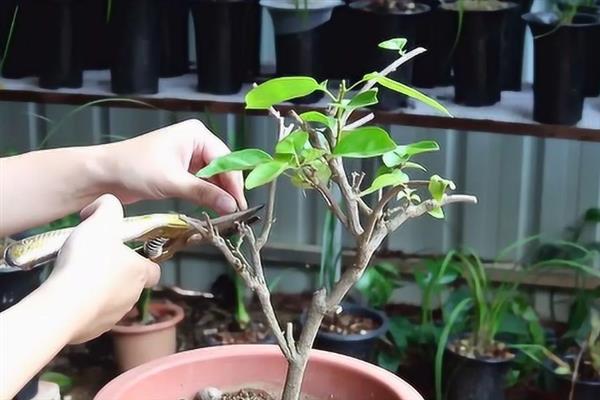 三角梅不发芽如何解决，视情况采取对应措施