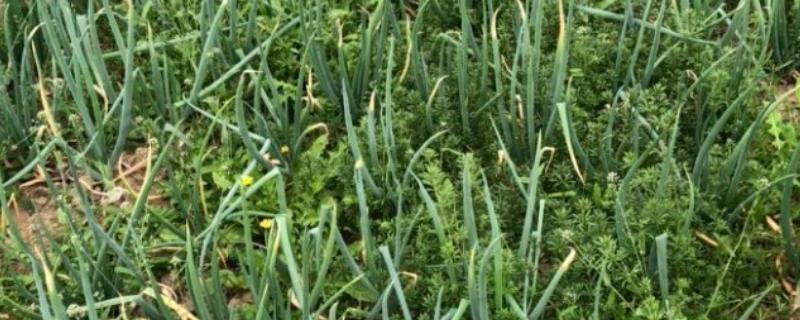 分葱的种植方法，栽种完成后每隔2-3天就浇一次水