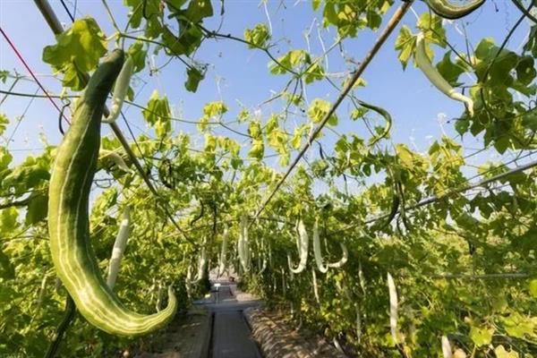冬天蛇瓜可以种植吗，可以在冬季种植