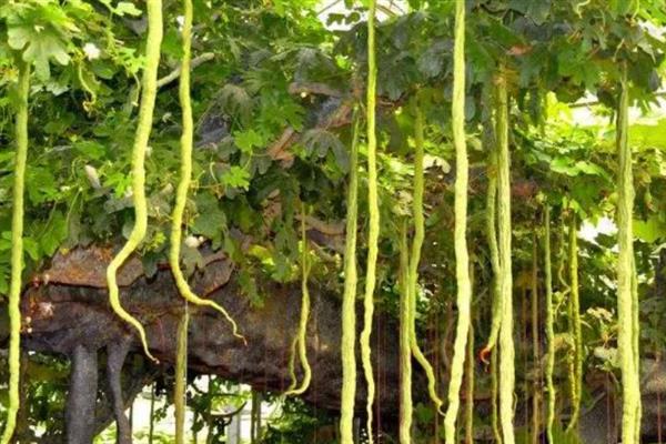 冬天蛇瓜可以种植吗，可以在冬季种植