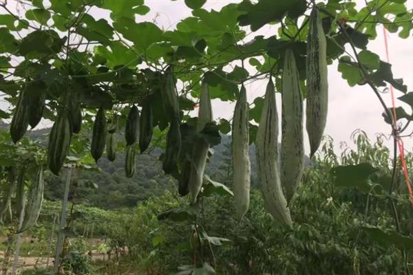 冬天蛇瓜可以种植吗，可以在冬季种植