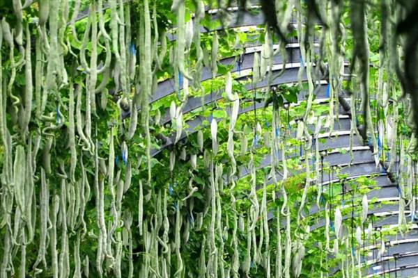 冬天蛇瓜可以种植吗，可以在冬季种植