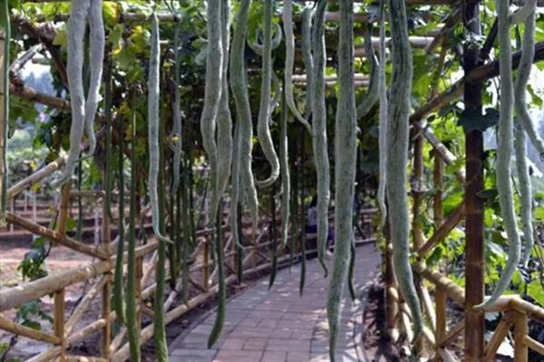 冬天蛇瓜可以种植吗，可以在冬季种植