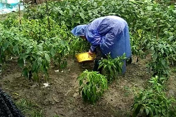 辣椒烂果的原因，一般是发生病害、浇水不当等因素造成