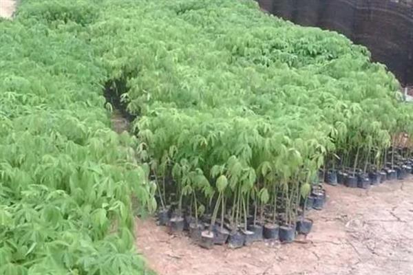木棉是不是树，木棉是树
