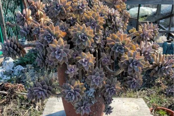 紫雾多肉是否容易度夏，生性喜光但要做好高温与强光的防护措施