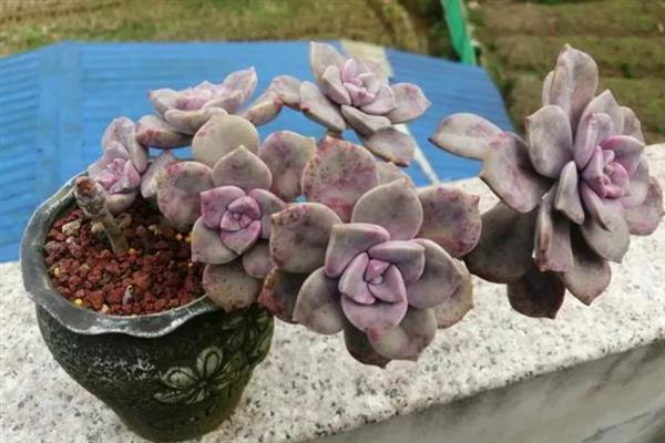 紫雾多肉是否容易度夏，生性喜光但要做好高温与强光的防护措施