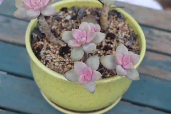 紫雾多肉是否容易度夏，生性喜光但要做好高温与强光的防护措施