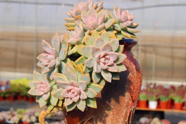 紫雾多肉是否容易度夏，生性喜光但要做好高温与强光的防护措施