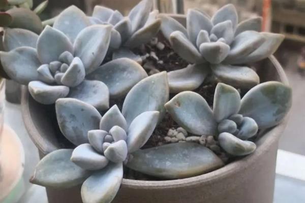 紫雾多肉是否容易度夏，生性喜光但要做好高温与强光的防护措施