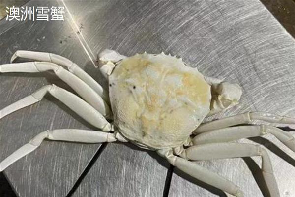 雪蟹有什么品种，以灰眼雪蟹、红眼雪蟹等品种为主