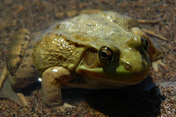 在什么温度下牛蛙会冻死，降至-15℃以下会死亡