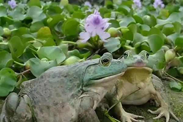 在什么温度下牛蛙会冻死，降至-15℃以下会死亡