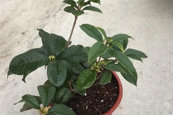 盆栽桂花树叶子尖发黄干枯如何解决，浇水过少需补充水分并对叶片喷水保湿