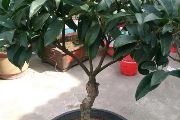 盆栽桂花树叶子尖发黄干枯如何解决，浇水过少需补充水分并对叶片喷水保湿
