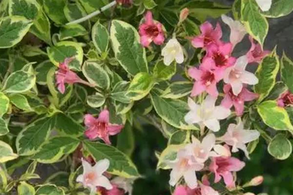 花叶锦带可以耐寒多少度,能耐零度低温