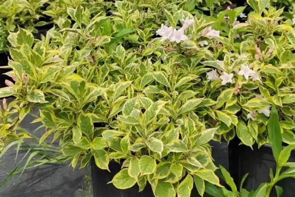 花叶锦带可以耐寒多少度,能耐零度低温