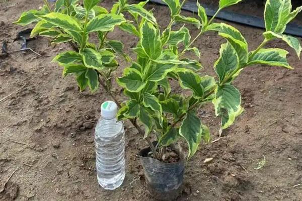 花叶锦带可以耐寒多少度,能耐零度低温