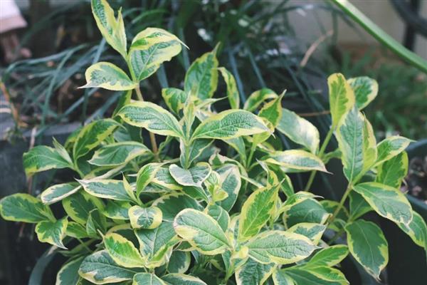 花叶锦带可以耐寒多少度,能耐零度低温