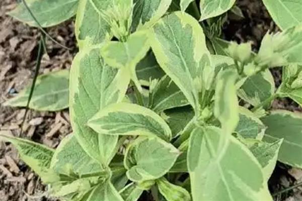 花叶锦带可以耐寒多少度,能耐零度低温