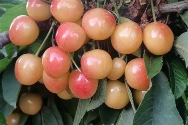 黄蜜大樱桃的品种介绍，通常是在2月上旬开花