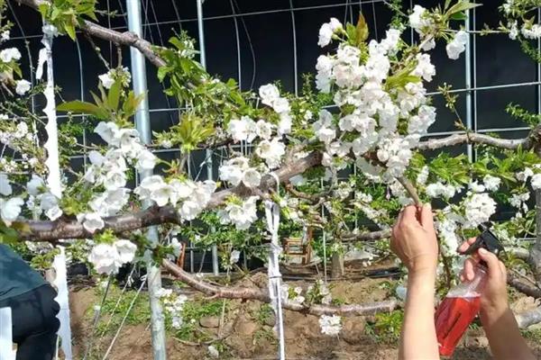 黄蜜大樱桃的品种介绍，通常是在2月上旬开花