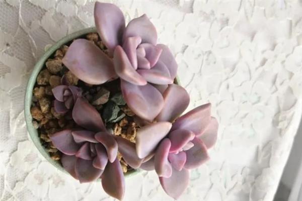 紫雾多肉是否容易度夏，生性喜光但要做好高温与强光的防护措施