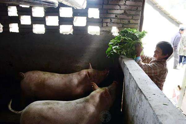 猪的食欲不好如何解决，需根据病因选择治疗方法