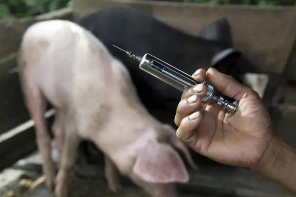 猪的食欲不好如何解决，需根据病因选择治疗方法