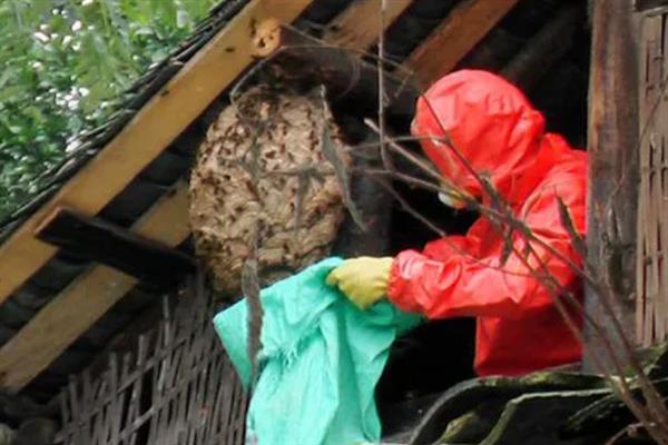 何时取马蜂的蜂蛹比较多，3-10月份会产生大量蜂蛹
