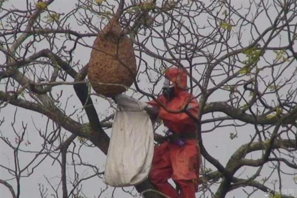 何时取马蜂的蜂蛹比较多，3-10月份会产生大量蜂蛹